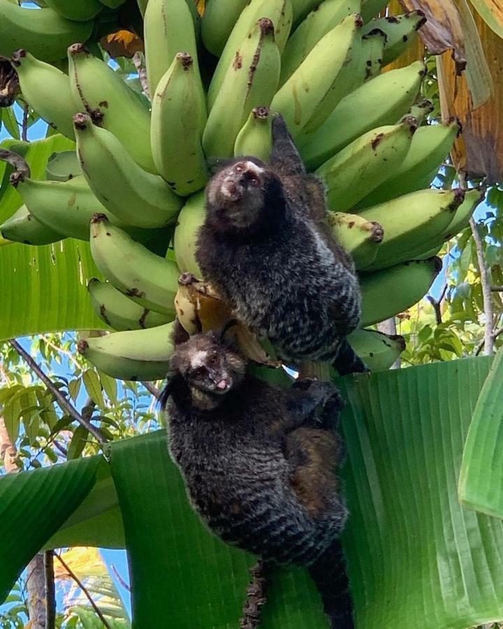 Pousada Sitio Da Bia マラウ エクステリア 写真
